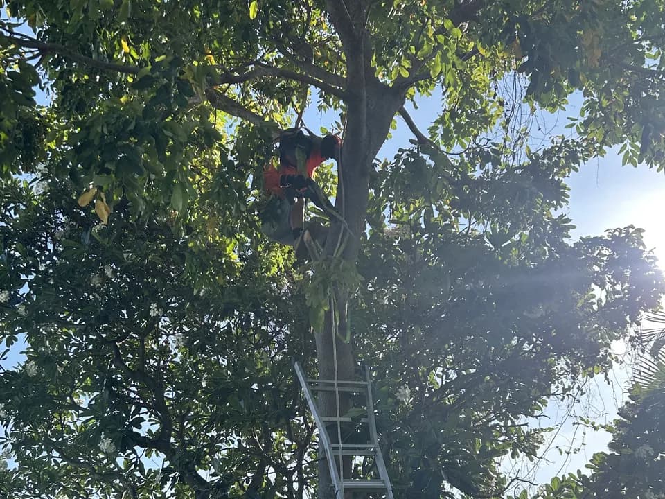 Vegetation obstacle clearing